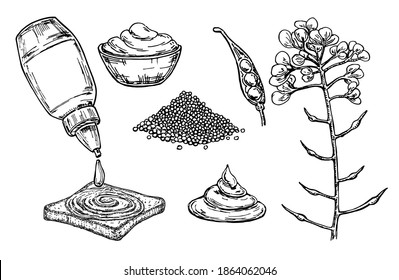 Salsa de mostaza en el dibujo vectorial del intestino. Ingrediente alimenticio extraído a mano. Rama de flores botánicas y pila de semillas, sazonándose en una botella. Especias y sabores naturales. Para etiqueta de plantilla, diseño de embalaje