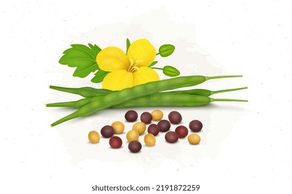 Mustard seed with mustard plant flower and beans vector illustration