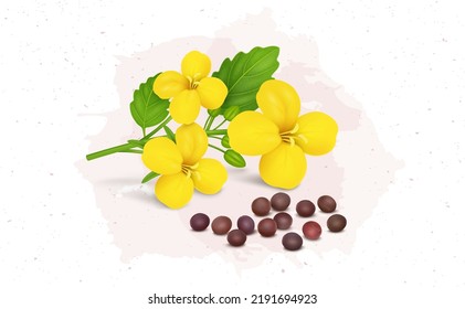 Mustard Seed Plant Flower And Mustard Seeds Vector Illustration