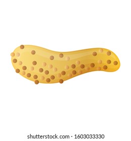 Mustard vector icon.Realistic vector icon isolated on white background mustard.