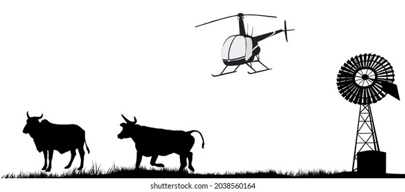 mustering time by helicopter in outback Australia. cows windmill and helicopter