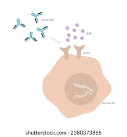 The mutation of Epidermal Growth Factor receptor (EGFR) that affect to uncontrolled of cell proliferation and anti-EGFR were treated for pathway discontinuation in cancer cell.