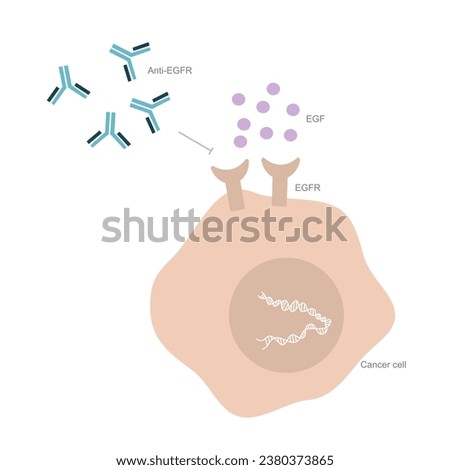 The mutation of Epidermal Growth Factor receptor (EGFR) that affect to uncontrolled of cell proliferation and anti-EGFR were treated for pathway discontinuation in cancer cell.