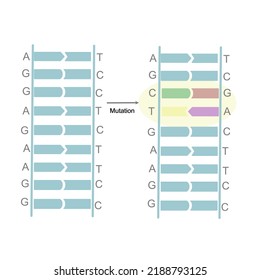 The mutation site on double strand DNA that show the sequence changing of G and C, T and A on sense and nonsense strand