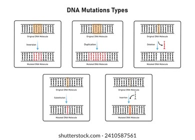 Tipos de mutaciones Diseño científico. Ilustración vectorial.