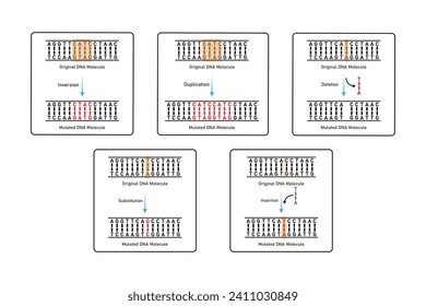 Mutations Types Scientific Design. Vector Illustration.