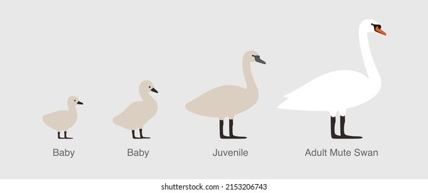 mute swan, from baby to adult swan in a row, vector illustration