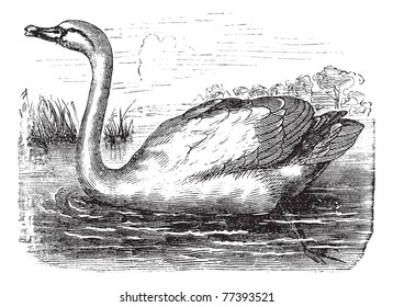 Mute Swan or Cygnus olor, vintage engraving. Old engraved illustration of a Mute Swan. Trousset Encyclopediav