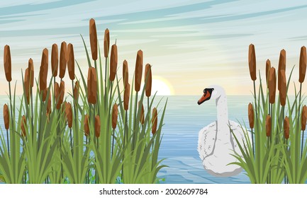 Mute swan floats on the lake. Lake shore with reeds and cattail. Wild birds white swan Cygnus olor. Realistic vector landscape