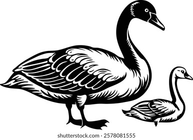 Mute Swan jumping. Isolated on a white background  