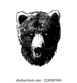 
Muzzle of a brown bear. Hand drawn vector illustration. Vintage image of a wild animal. 