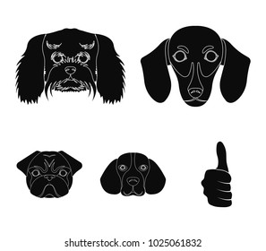 Muzzle of different breeds of dogs.Dog breed of dachshund, lapdog, beagle, pug set collection icons in black style vector symbol stock illustration web.