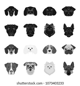 Muzzle of different breeds of dogs.Dog breed Stafford, Spitz, Risenschnauzer, German Shepherd set collection icons in black,monochrome style vector symbol stock illustration web.