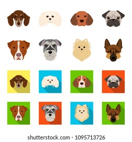 Muzzle of different breeds of dogs.Dog breed Stafford, Spitz, Risenschnauzer, German Shepherd set collection icons in cartoon,flat style vector symbol stock illustration web.