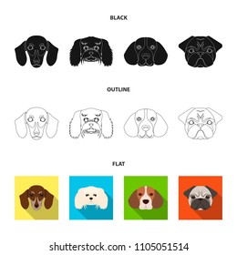 Muzzle of different breeds of dogs.Dog breed of dachshund, lapdog, beagle, pug set collection icons in black,flat,outline style vector symbol stock illustration web.