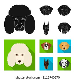 Muzzle of different breeds of dogs.Dog of the breed St. Bernard, golden retriever, Doberman, Dalmatian set collection icons in black, flat style vector symbol stock illustration web.
