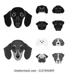 Muzzle of different breeds of dogs.Dog breed of dachshund, lapdog, beagle, pug set collection icons in black,monochrome style vector symbol stock illustration web.