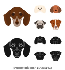 Muzzle of different breeds of dogs.Dog breed of dachshund, lapdog, beagle, pug set collection icons in cartoon,black style vector symbol stock illustration web.