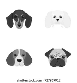 Muzzle of different breeds of dogs.Dog breed of dachshund, lapdog, beagle, pug set collection icons in monochrome style vector symbol stock illustration web.