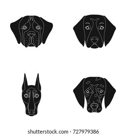 Muzzle of different breeds of dogs.Dog of the breed St. Bernard, golden retriever, Doberman, Dalmatian set collection icons in black style vector symbol stock illustration web.