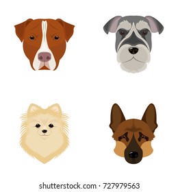 Muzzle of different breeds of dogs.Dog breed Stafford, Spitz, Risenschnauzer, German Shepherd set collection icons in cartoon style vector symbol stock illustration web.