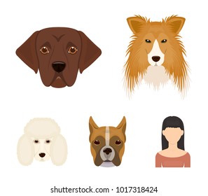 Muzzle of different breeds of dogs.Collie breed dog, lobladore, poodle, boxer set collection icons in cartoon style vector symbol stock illustration web.