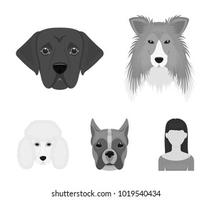 Muzzle of different breeds of dogs.Collie breed dog, lobladore, poodle, boxer set collection icons in monochrome style vector symbol stock illustration web.