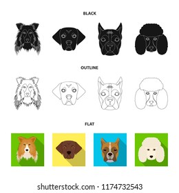 Muzzle of different breeds of dogs.Collie breed dog, lobladore, poodle, boxer set collection icons in cartoon style vector symbol stock illustration web.