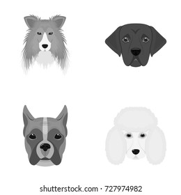 Muzzle of different breeds of dogs.Collie breed dog, lobladore, poodle, boxer set collection icons in monochrome style vector symbol stock illustration web.