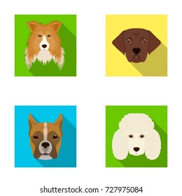 Muzzle of different breeds of dogs.Collie breed dog, lobladore, poodle, boxer set collection icons in flat style vector symbol stock illustration web.