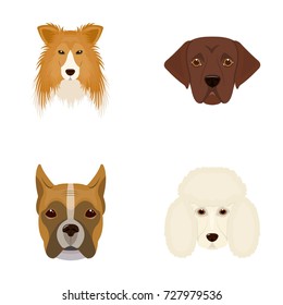 Muzzle of different breeds of dogs.Collie breed dog, lobladore, poodle, boxer set collection icons in cartoon style vector symbol stock illustration web.