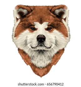 muzzle dog breed Akita inu, full face looking forward symmetrically, sketch vector graphics color picture