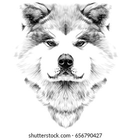 muzzle dog breed Akita inu, full face looking forward symmetrically, sketch vector graphics black and white drawing