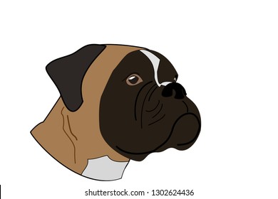 
Muzzle dog breed German boxer with a proud look