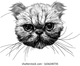 muzzle of an Exot cat with a long mustache, sketch vector graphics monochrome illustration on a white background