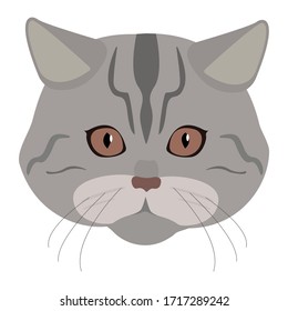 Bozal (cara) de un gato grisáceo aislado en un fondo blanco. Imagen vectorial de un lindo gato. Icono vectorial de gato tostado