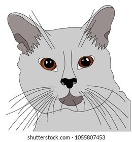 
Muzzle of a gray cat with brown eyes, vector