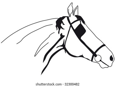 muzzle of horse over white