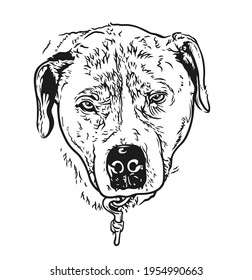Muzzle of a large evil guard dog close-up. Home Rottweiler guards the house. vector line art illustration