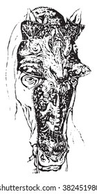 Muzzle, vintage engraved illustration. Dictionary of words and things - Larive and Fleury - 1895. 