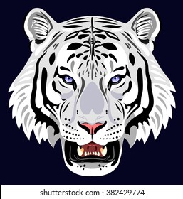 Muzzle of a white tiger