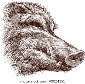 Muzzle of a wild boar