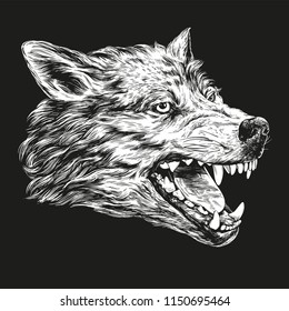 muzzle of a wolf, wildlife hand drawn vector illustration realistic sketch white on a black background