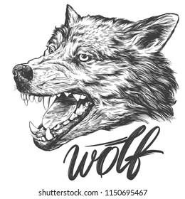 muzzle of a wolf, wildlife hand drawn vector illustration realistic sketch