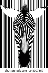 Muzzle zebra as a barcode from the front. Isolated on white