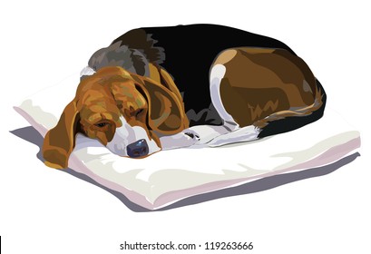 My beloved beagle is sleeping after playing