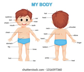 My body. Cute cartoon boy. Body parts poster