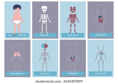 My body, educational anatomy diagram of body organs for kids. Cartoon little boy and his body systems: muscular, skeletal, circulatory, nervous and digestive. infographic template. vector illustration
