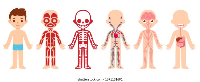 My body, educational anatomy body organ chart for kids. Cute cartoon little boy and his bodily systems: muscular, skeletal, circulatory, nervous and digestive. Isolated vector infographic clip art.