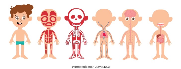 Mi cuerpo, anatomía educativa, organigrama corporal para niños. Pequeño niño de dibujos animados y sus sistemas corporales: muscular, esquelético, circulatorio, nervioso y digestivo. Imágenes prediseñadas aisladas.